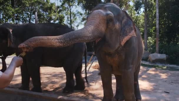 Los elefantes en el zoológico están felices de recibir el regalo — Vídeo de stock