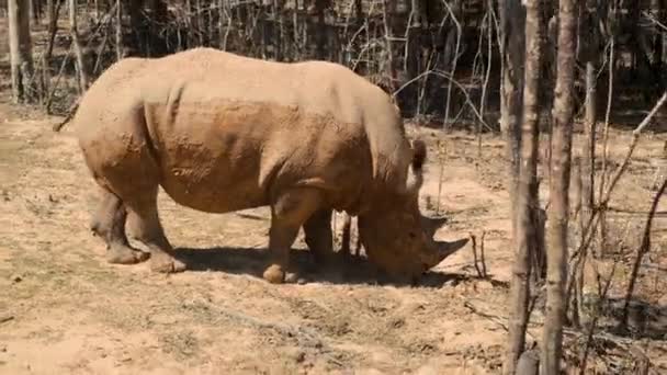 Rhino searching food — Stock Video