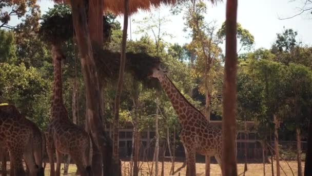 Zo eten ze in de dierentuin. — Stockvideo