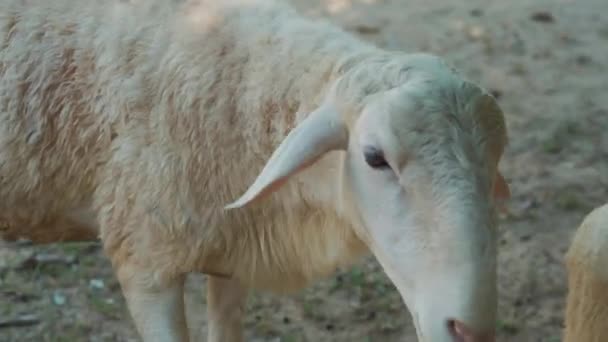 Neugierige weiße Schafe — Stockvideo