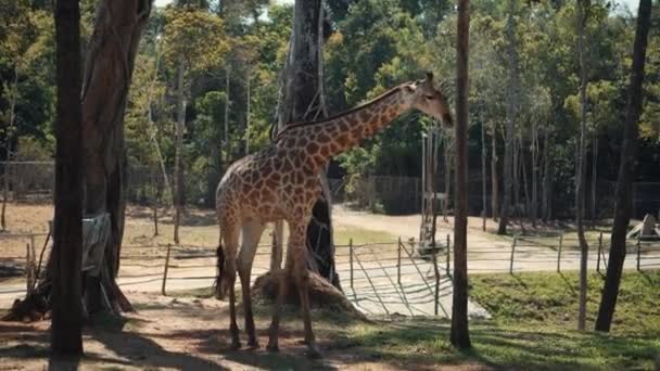 Giraffe in de dierentuin — Stockvideo