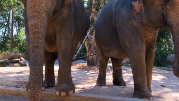 Éléphant d'Asie, Elephas maximus, Éléphant d'Asie dans le parc zoologique