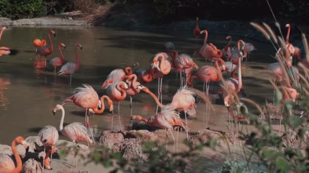 Flamingók gyülekeznek a víz mellett. — Stock videók