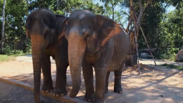 Dos elefantes indios en el zoológico — Vídeo de stock