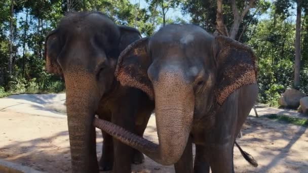 Dos elefantes en parque zoológico en Vietnam — Vídeo de stock