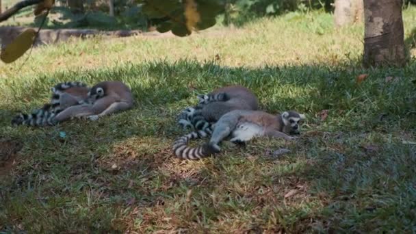 Lémuriens à queue cerclée se reposant à l'ombre des arbres — Video