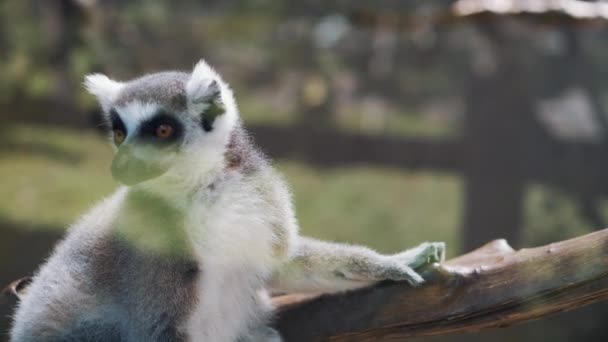 Halka kuyruklu lemur, Lemur catta, hayvanat bahçesi parkında. — Stok video