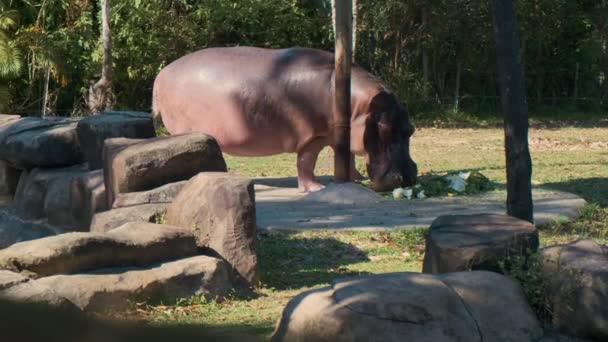 Dinner time for hippo — Stock Video