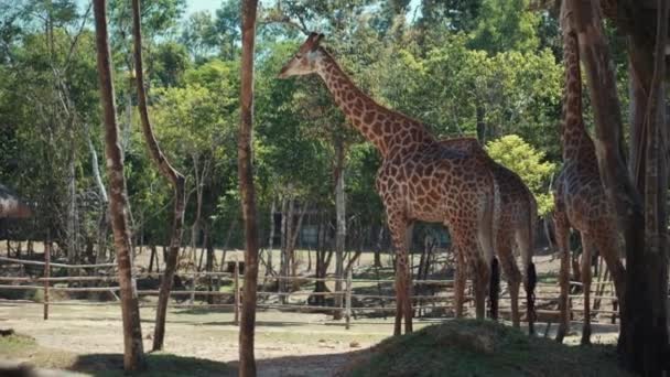 Família de girafas no parque zoológico, mamífero de ordem Artiodactyla — Vídeo de Stock