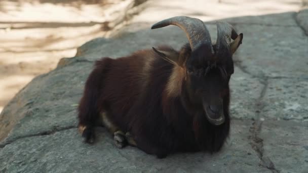 Chèvre noire est couché sur la pierre — Video