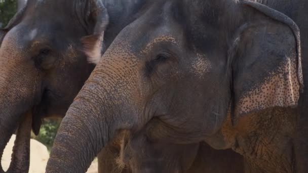 Casal de elefantes indianos calmos — Vídeo de Stock