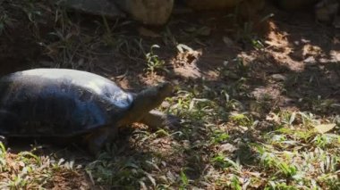 Doğadaki küçük kaplumbağa.