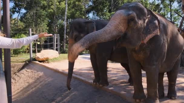 Visiteur du zoo nourrissant des éléphants indiens