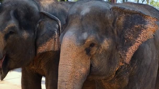 Deux éléphants indiens