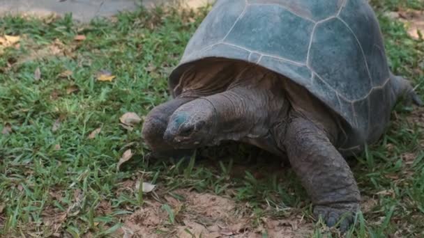 Tartaruga gigante Aldabra — Vídeo de Stock