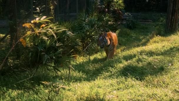 Tigre grande está caminando en parque zoológico — Vídeos de Stock