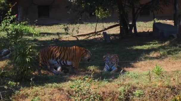 Группа тигров в корпусе — стоковое видео