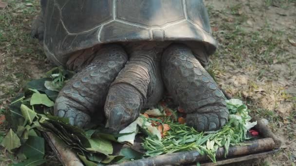 Obří želva vybírá ty nejchutnější kousky listí k jídlu — Stock video