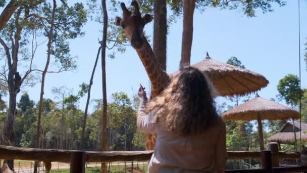 Visitante do zoológico alimentando girafa — Vídeo de Stock