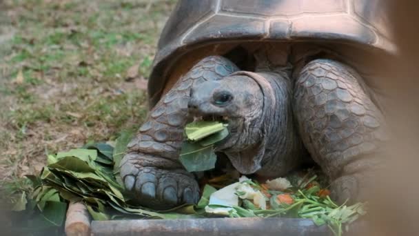 Reuzenschildpad met een diner — Stockvideo