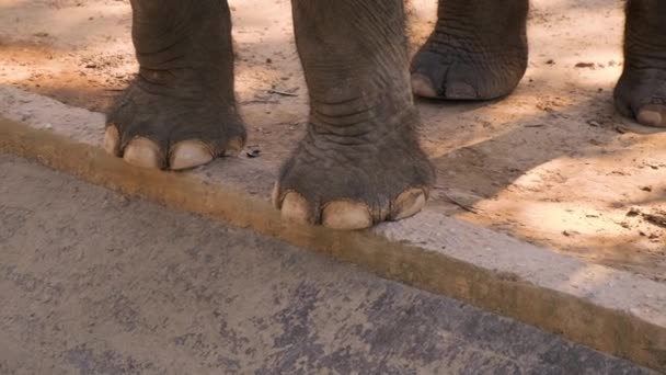 Jambes et tronc d'éléphant — Video