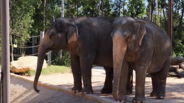 동물원에 있는 아시아코끼리 떼 — 비디오