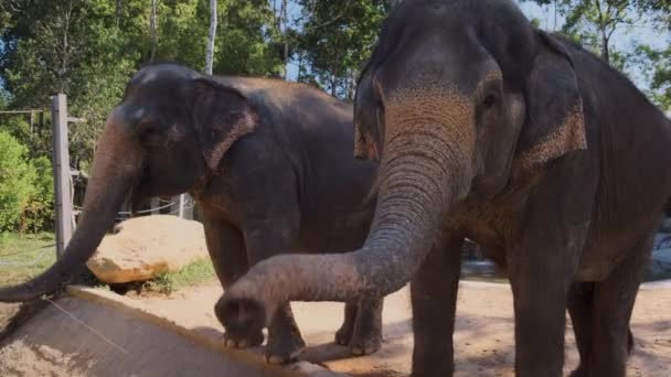 Hermosos elefantes indios en un recinto en un zoológico — Vídeo de stock