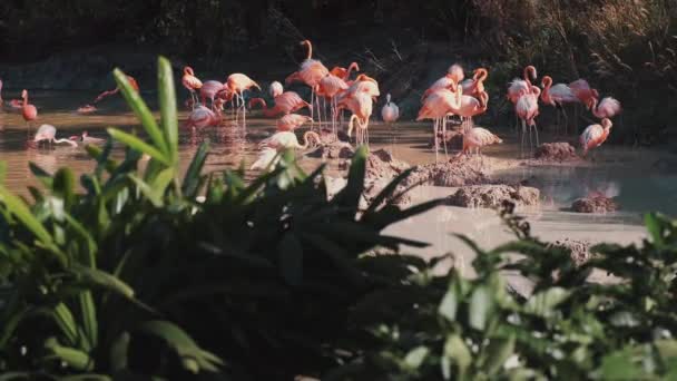 Flamants roses dans le lac par temps ensoleillé