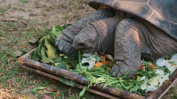 Tortuga grande está comiendo verduras en parque zoológico — Vídeos de Stock