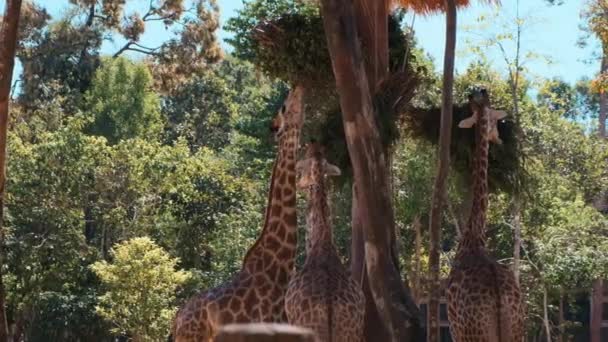 Giraffen fressen im Zoo — Stockvideo