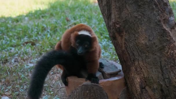 Röd ruffig lemur — Stockvideo