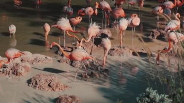 Gölette bir grup flamingo.