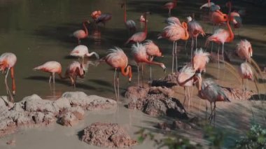 Küçük gölde flamingo sürüsü