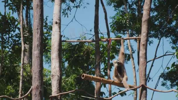 Gibbon op boom in nationaal park — Stockvideo