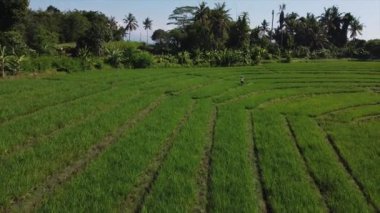 Bali 'nin pirinç tarlaları