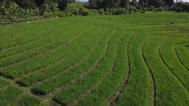 Vista aérea sobre campos en el país tropical — Vídeo de stock