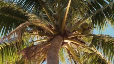 Tropik bir ülkede hindistan cevizli egzotik palmiye