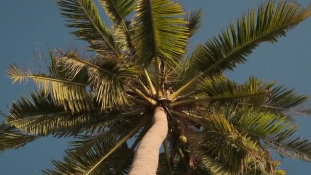 Palmera alta bajo el cielo azul — Vídeos de Stock