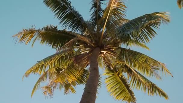 Olhando para a palmeira de coco a partir do fundo — Vídeo de Stock