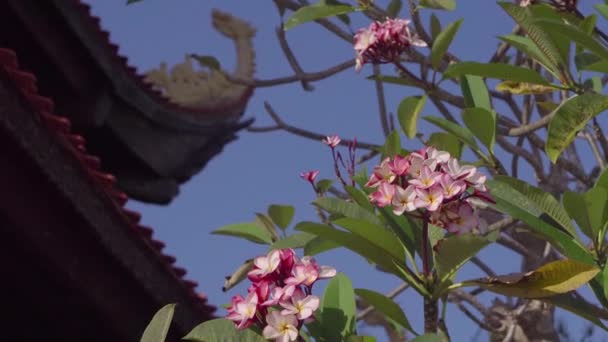 Plumeria λουλούδια κοντά στην παγόδα — Αρχείο Βίντεο