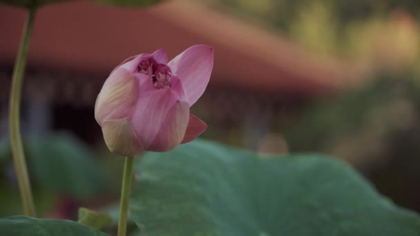Vacker rosa lotus knopp kommer att blomma — Stockvideo