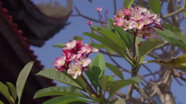 Plumeria 'nın güzel çiçekleri