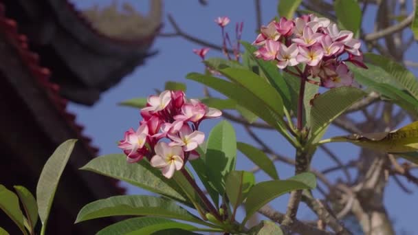Mooie bloeiende bloemen van loodgieterij — Stockvideo