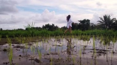 Bali 'de seyahat, pirinç yetiştiren çeltik tarlalarını ziyaret etmek.