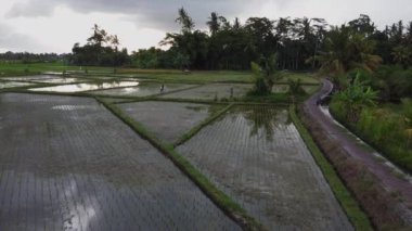 Sabahları çeltik tarlaları, havadan çekim.