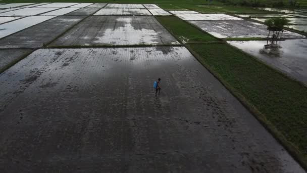 Manlig sprutvätska på översvämmat risfält — Stockvideo