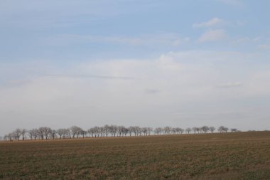 Buğday tarlası olan güzel bir manzara.