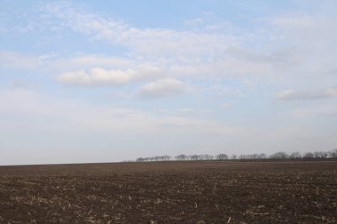 bir ağaç ve bir tarla ile bahar manzarası