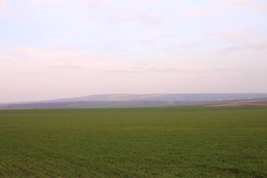 yeşil tarla ve mavi gökyüzü