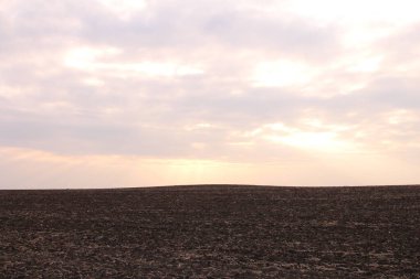 Gün batımında güzel buğday tarlası.